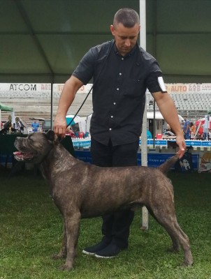 Cane Corso mascul pt reproducere. Campion Ro. foto