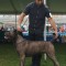 Cane Corso mascul pt reproducere. Campion Ro.