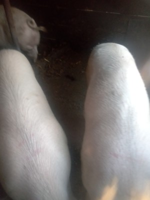 V&amp;acirc;nd porci foto