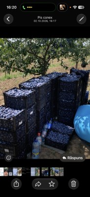 V&amp;acirc;nd prune pentru țuică . foto
