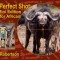 The Perfect Shot Mini Edition for Africa 2