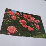 Cumpara ieftin CARTE POSTALA FELICITARE CIRCULATA