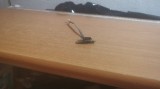 Port Usb Laptop Toshiba Satellite L300 - 11F #RAZ