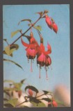 CPIB 24513 CARTE POSTAL - FELICITARE , FLORI, CIRCULATA, 1968