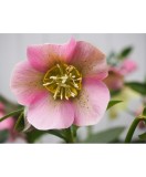 Helleborus Pink Pretty Ellen, Spanz, I, Roz, radacina, Oem