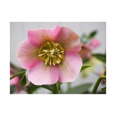 Helleborus Pink Pretty Ellen, Spanz, I, Roz, radacina