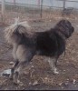 Ciobanesc caucazian, Pedigree