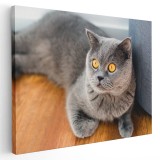 Tablou pisica British Shorthair Tablou canvas pe panza CU RAMA 50x70 cm
