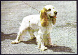 AMS - ILUSTRATA 562 COCKER SPANIEL, NECIRCULATA, Printata