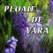 Ploaie de vara - Ahmet Hamdi Tanpinar