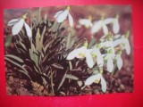 HOPCT 25190 GHIOCEI-GALANTHUS NIVALIS L - CP FLORI - - NECIRCULATA