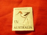 Timbru Australia 1966 , Fauna - Pasare , 13C sarniera, Nestampilat