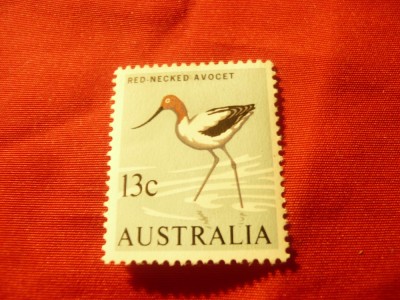 Timbru Australia 1966 , Fauna - Pasare , 13C sarniera foto