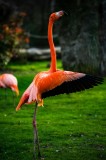 Tablou Canvas Flamingo dans&acirc;nd pe pajiște verde, Artă Naturală și Eleganță, 26 x 39 cm, CMCLASS