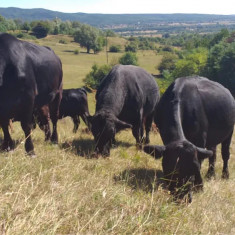 Aberdeen Angus cu certificate de origine - Vand vaci si vitele