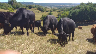 Aberdeen Angus cu certificate de origine - Vand vaci si vitele foto