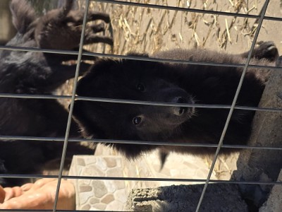 Ciobanec belgian groenendael foto