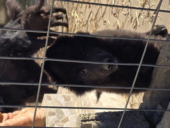 Ciobanec belgian groenendael