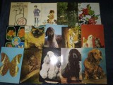 80 CARTI POSTALE PISICI CAINI ETC, Fotografie