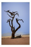 Tablou Canvas, "Arborele singuratic &icirc;n deșertul arid", Copac, Singuratic, Uscat, Pustiu, Cer, Albastru, Deșert, Arid, Solitar, Peisaj, Natură, Sărăcie