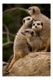 Tablou Canvas, "Suricatele veghează pe st&acirc;ncă &icirc;mpreună", Meerkat, Grup, Vigilență, Blană, Curiozitate, Piatră, Natură, Familie, 26 x 39 cm, CMCLASS