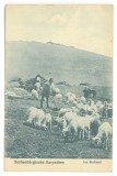 5615 - STEFLESTI, Sibiu, Ciobani cu turmele de oi, Romania - old postcard - unused - 1917