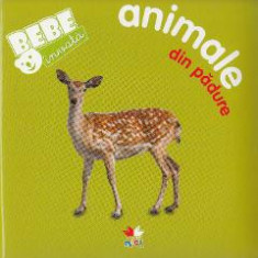 Bebe invata - Animale din padure