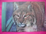 HOPCT 10906 RASUL CARPATIC -LYNX LYNX -FAUNA-ROMANIA -NECIRCULATA