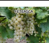 Butasi de vita de vie de anul 3