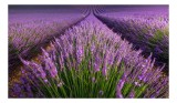 Tablou Canvas, "Lanuri nesf&acirc;rșite de lavandă &icirc;n floare", Lavandă, Violet, C&acirc;mp, Natural, Aromatic, Frumusețe, Peisaj, Infinit, Calm, Relaxare, 39 x 26