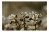 Tablou Canvas, "Delicate flori &icirc;ntr-un colț de natură", Flori, Mici, Alb, Delicat, Naturale, &Icirc;nflorite, Fragile, Frumusețe., 39 x 26 cm, CMCLASS