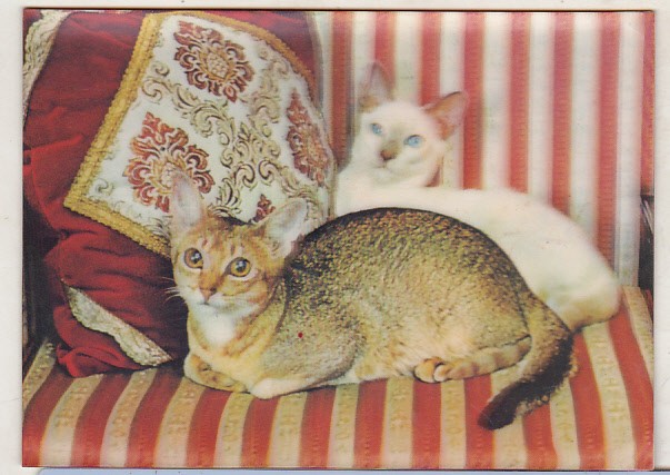 bnk cp Carte postala 3D - Pisici - Toppan TP-302