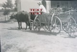 Cumpara ieftin NEGATIV FOTO CELULOID , ANII 1900 - CAR CU BOI