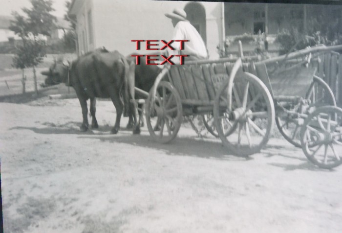 NEGATIV FOTO CELULOID , ANII 1900 - CAR CU BOI
