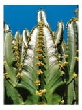 Tablou Canvas, "Cactusi sub cer albastru senin", Cactus, Verde, Cer, Albastru, Flori, Galben, Coloane, Lumina, Textura, V&acirc;rfuri, 26 x 39 cm, CMCLASS