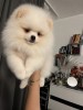 Pomeranian femele, Pedigree