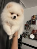 Pomeranian femele