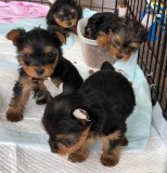 Yorkshire Terrier De Vanzare Ieftin Cumpara Cu Incredere De Pe