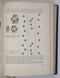 VANATUL ROMANIEI , TEHNICA OCROTIRII SI RECOLTARII VANATULUI de VASILE COTTA si MIHAI BODEA , 1969
