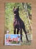C12 - maxima Romania - tematica rase de caini 11 - prima zi a emisiunii sau expozitii, Romania de la 1950