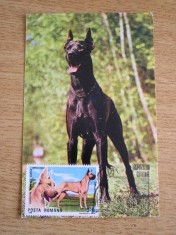 C12 - maxima Romania - tematica rase de caini 11 - prima zi a emisiunii sau expozitii