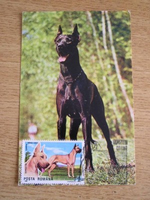 C12 - maxima Romania - tematica rase de caini 11 - prima zi a emisiunii sau expozitii foto
