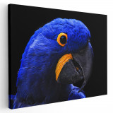 Tablou papagal Ara albastru galben albastru 1594 Tablou canvas pe panza CU RAMA 70x100 cm