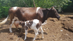 Vaca de lapte cu vitel foto