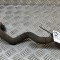 Furtun de lichid de răcire JAGUAR F-PACE X761 2022 OEM: M8A2-8D262-AB | 31650577