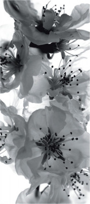 Fototapet FTV 0221 Floare alb si negru foto