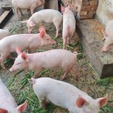 Purcei de v&acirc;nzare