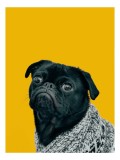 Tablou Canvas Pug &icirc;n Pulover Croșetat - Artă Expresivă, 26 x 39 cm, CMCLASS