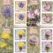 FLORILE SPINILOR ,2 SERII CU MANSETA ,2016, MNH ** ROMANIA.