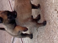 Ciobanesc Belgian Malinois foto